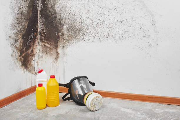 Best Mold Remediation  in Saxapahaw, NC