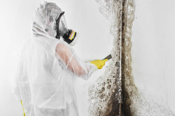 Professional Mold Removal in Saxapahaw, NC