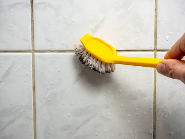 Best Best Mold Removal Companies  in Saxapahaw, NC