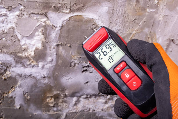 Best Commercial Mold Removal  in Saxapahaw, NC