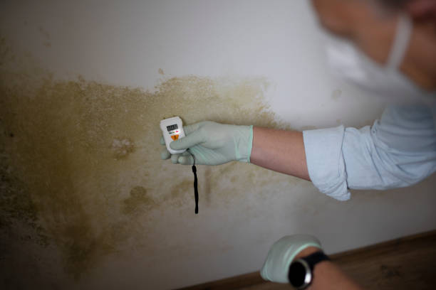Best Fast Mold Removal  in Saxapahaw, NC