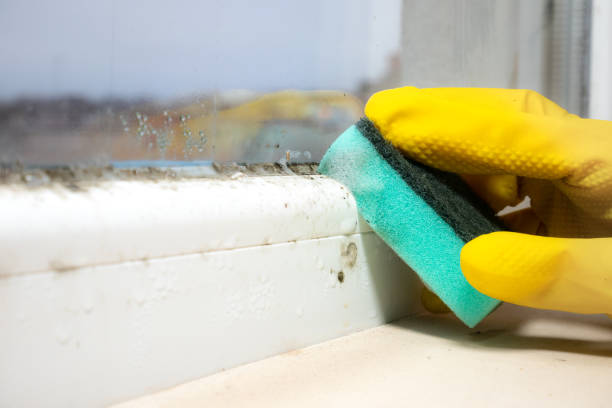 Best Crawl Space Mold Removal  in Saxapahaw, NC