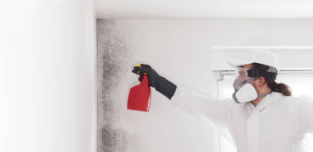 Best Mold Removal Company Near Me  in Saxapahaw, NC