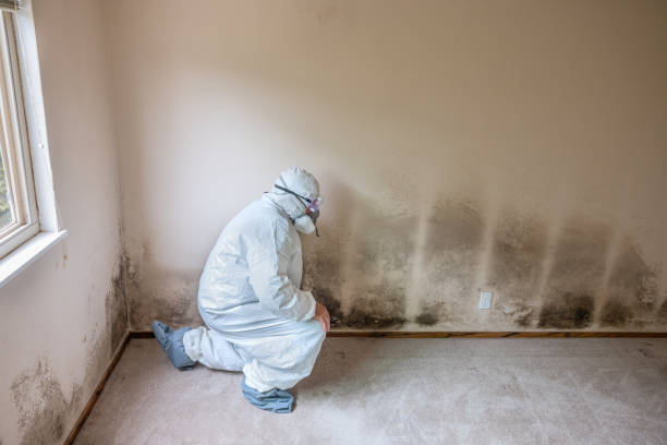 Mold Removal and Inspection in Saxapahaw, NC